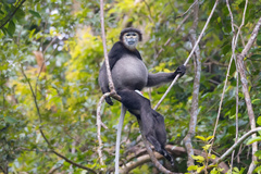 Black-Shanked Douc Langur photo 1