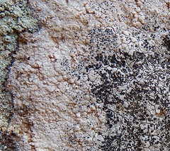 Lecanora oreinoides