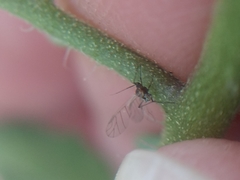 Aphidomorpha