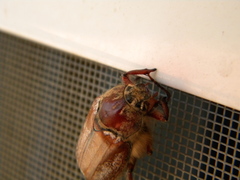 Amphimallon solstitiale