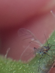 Aphidomorpha