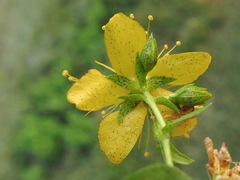 Hypericum pseudomaculatum