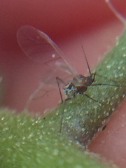 Aphidomorpha