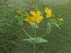 Hypericum pseudomaculatum