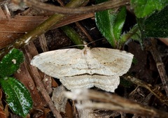 Calletaera dentata