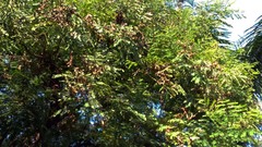 Adenanthera microsperma