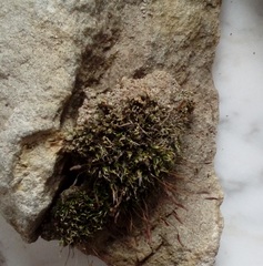 Tortula muralis