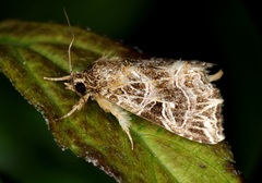 Callopistria exotica