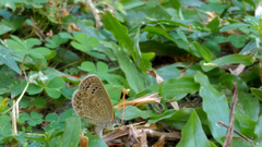 Pseudozizeeria maha okinawana