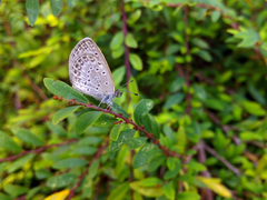 Pseudozizeeria maha okinawana