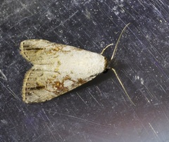 Chorsia