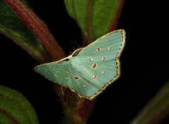 Comostola meritaria