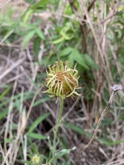 Berkheya zeyheri zeyheri
