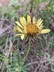 Berkheya zeyheri zeyheri