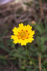 Coreopsis nuecensis