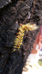 Trabala vishnou guttata