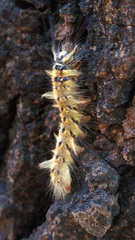 Trabala vishnou guttata