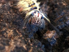 Trabala vishnou guttata