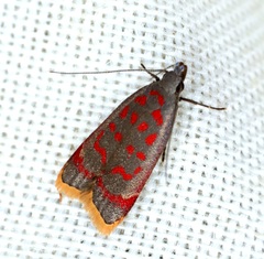 Dichomeris sandycitis