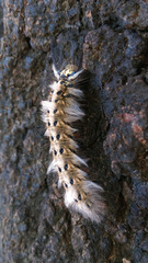 Trabala vishnou guttata