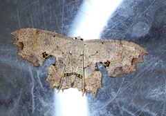 Dysaethria flavistriga