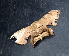 Dysaethria fulvihamata