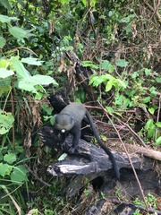 Cercopithecus nictitans