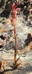 Disa reticulata