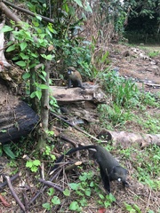 Cercopithecus nictitans