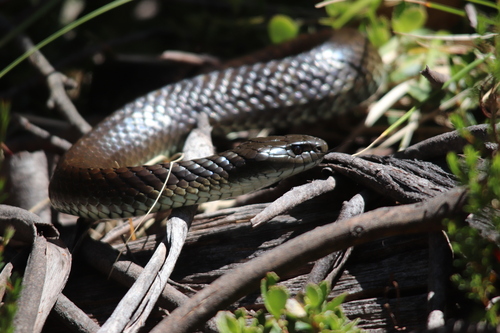 Tiger Snake sighting