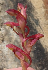 Disa reticulata