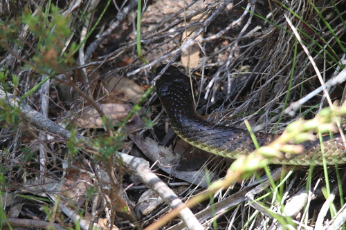 Tiger Snake sighting