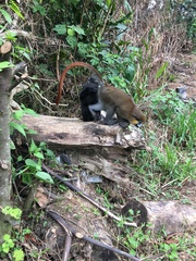 Cercopithecus cephus