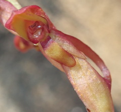 Disa reticulata