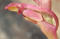 Disa reticulata