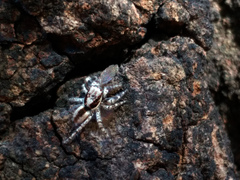 Menemerus bivittatus