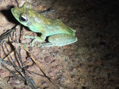 Chiromantis rufescens