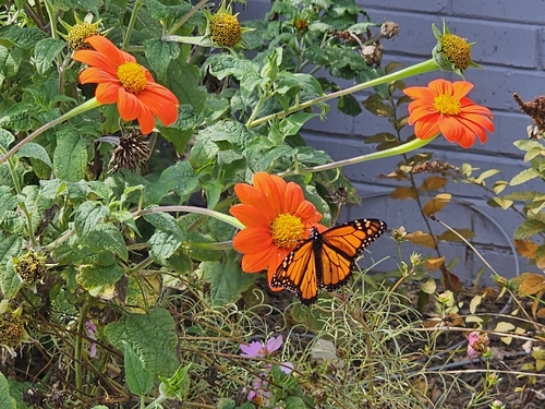 Monarch Butterfly