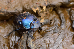 Phanaeus furiosus