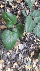 Lardizabala biternata