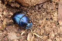 Phanaeus furiosus