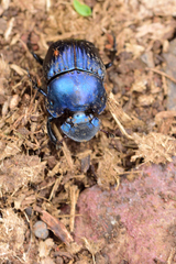 Phanaeus furiosus