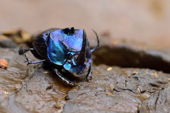 Phanaeus furiosus