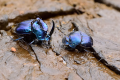 Phanaeus furiosus