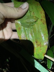 Boana cinerascens