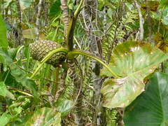 Montrichardia linifera