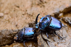 Phanaeus furiosus