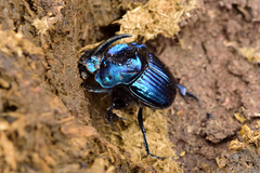 Phanaeus furiosus