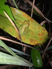 Boana cinerascens