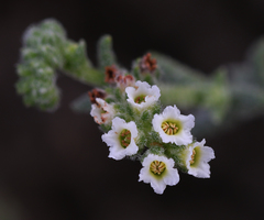 Heliotropium kotschyi